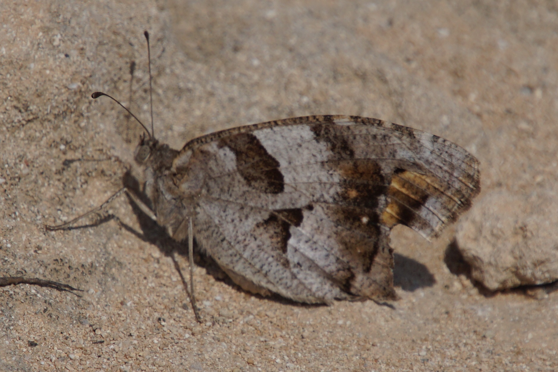 Streptophlebia bicellulata - Berghexe (Steppenpförtner)